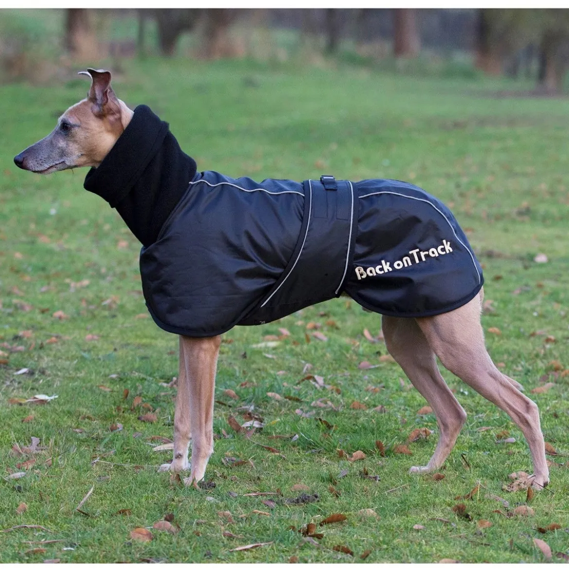 Back On Track Whippet-takki