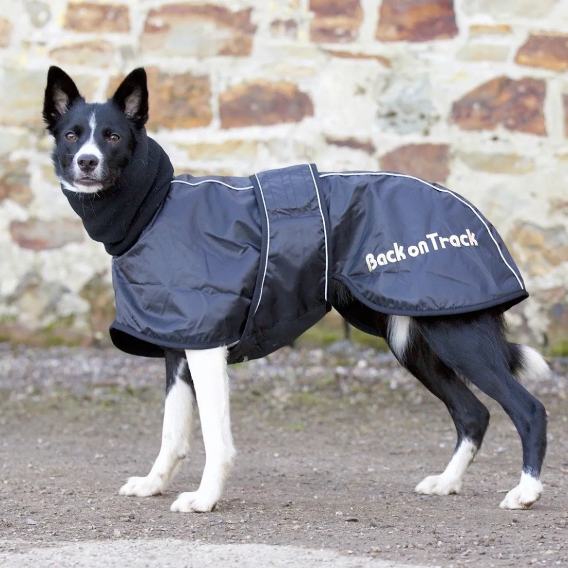 Back On Track Whippet-takki