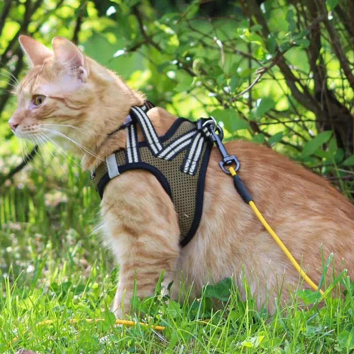 Basic Cat Sporty NoEscape -kissan valjaat