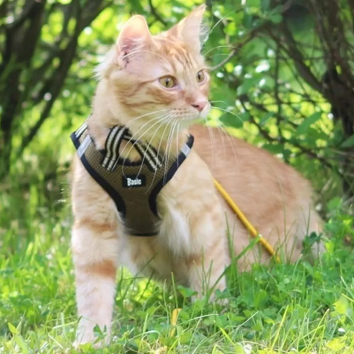Basic Cat Sporty NoEscape -kissan valjaat