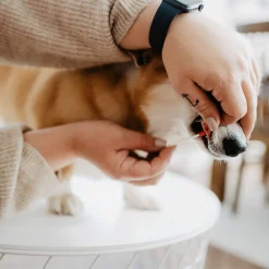 Bellylabs koirien tiineystesti
