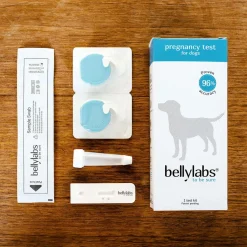 Bellylabs koirien tiineystesti