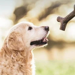 Benebone Bacon Stick