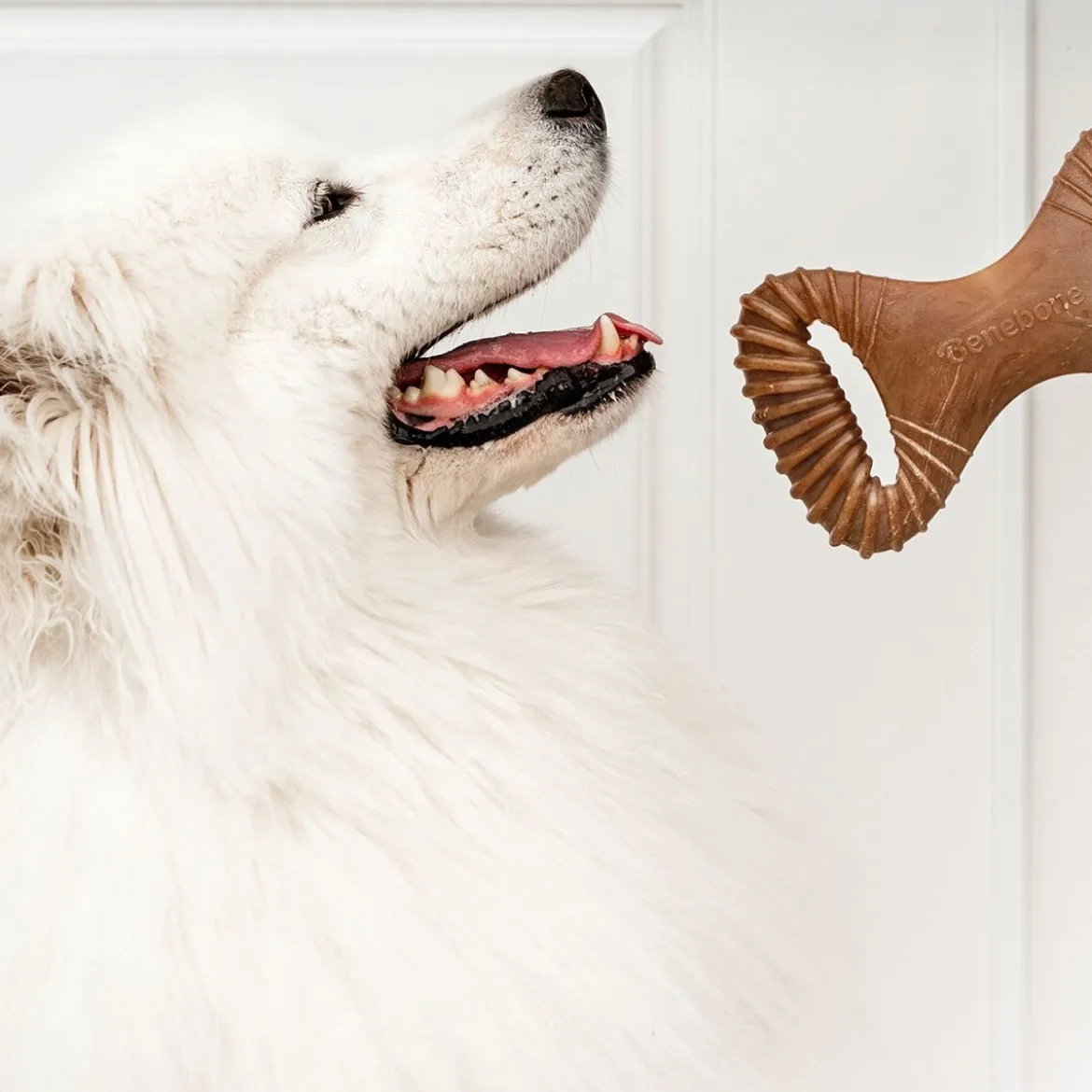 Benebone Dental Chew Bacon