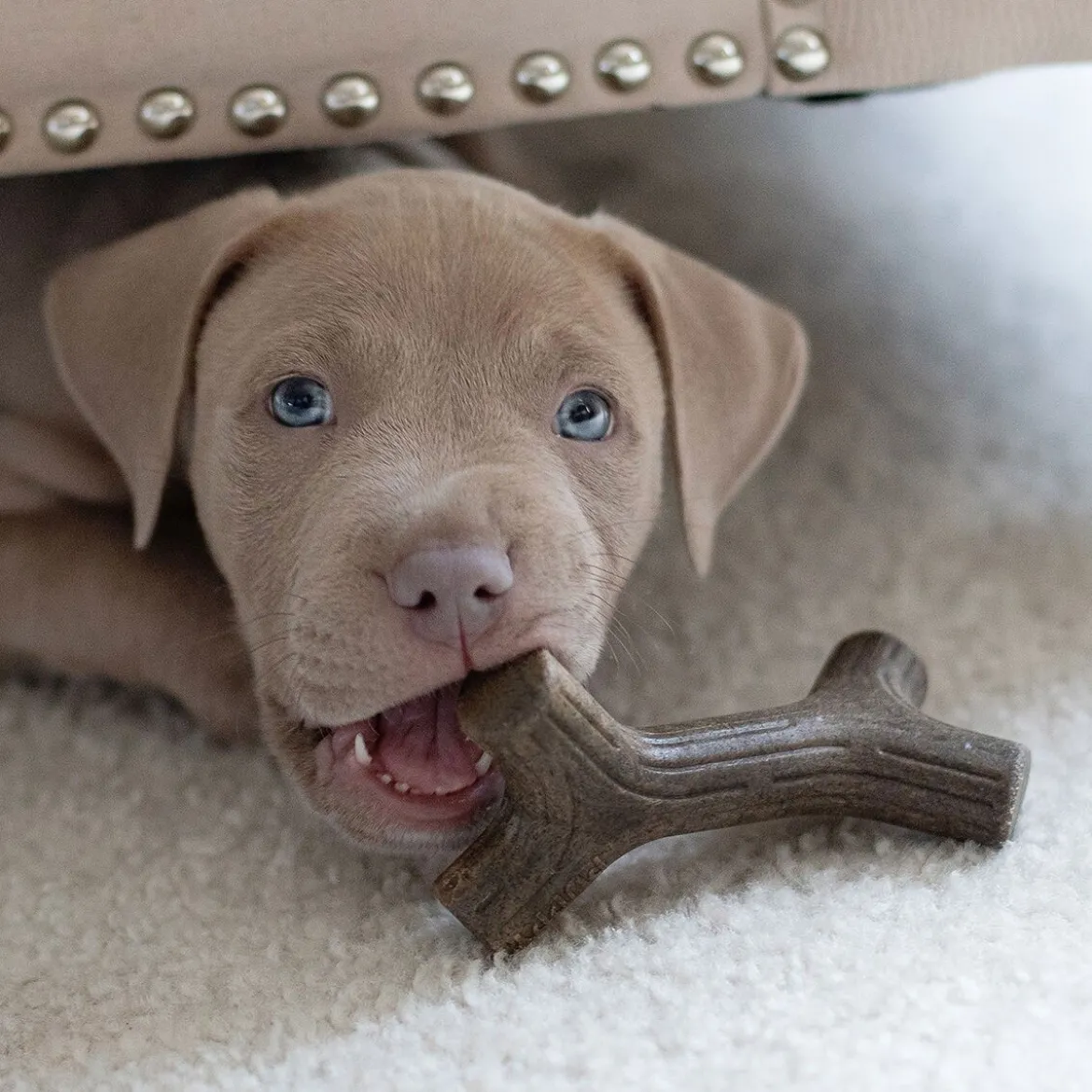 Benebone Puppy 2 kpl - Maplestick/Zaggler Bacon Tiny