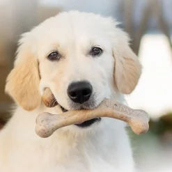 Benebone Puppy Wishbone Bacon