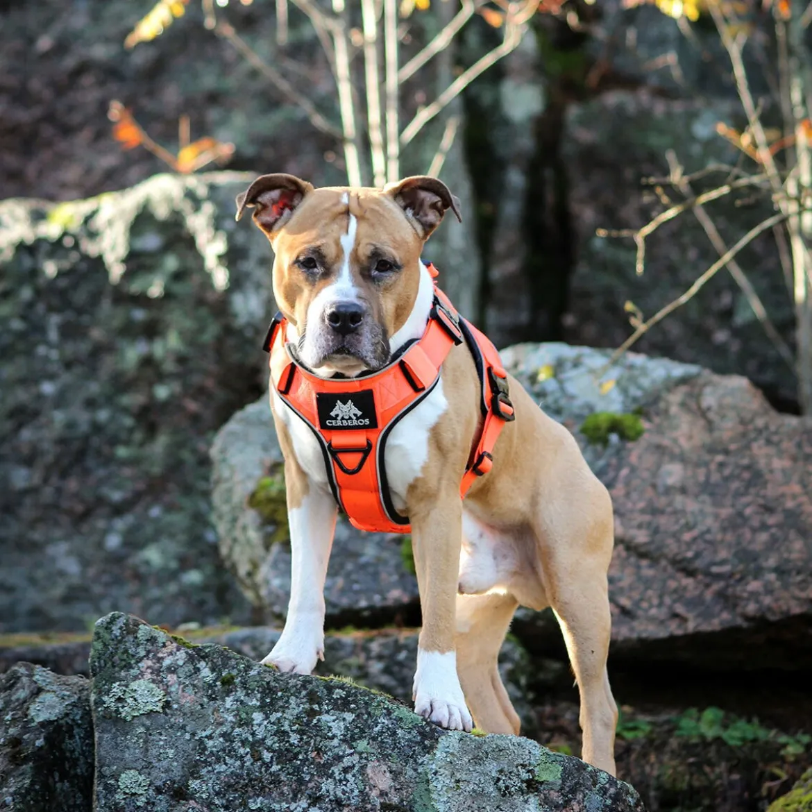 Cerberos Active valjaat, Rescue Orange