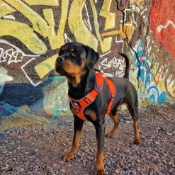 Cerberos Active valjaat, Rescue Orange