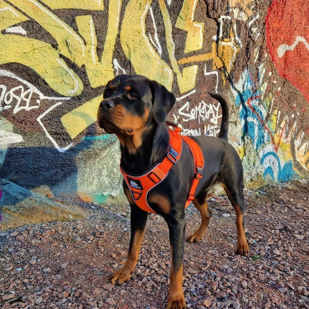 Cerberos Active valjaat, Rescue Orange