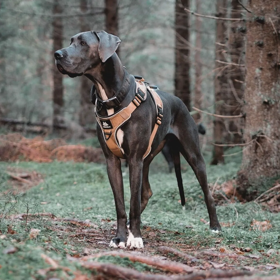 Cerberos Active valjas, Desert Brown