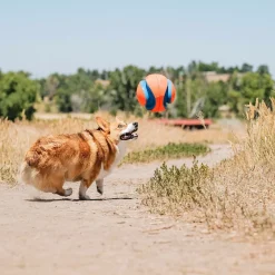 Chuckit Kick Fetch -jalkapallo