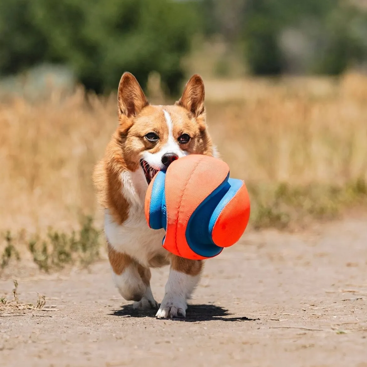 Chuckit Kick Fetch -jalkapallo