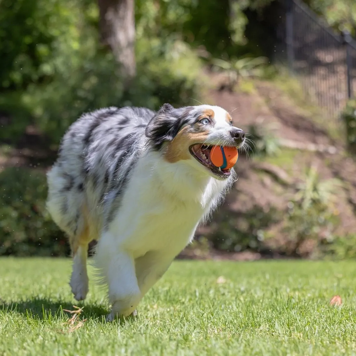 Chuckit Ultra Ball