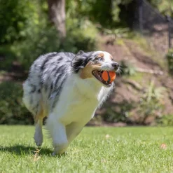 Chuckit Ultra Ball