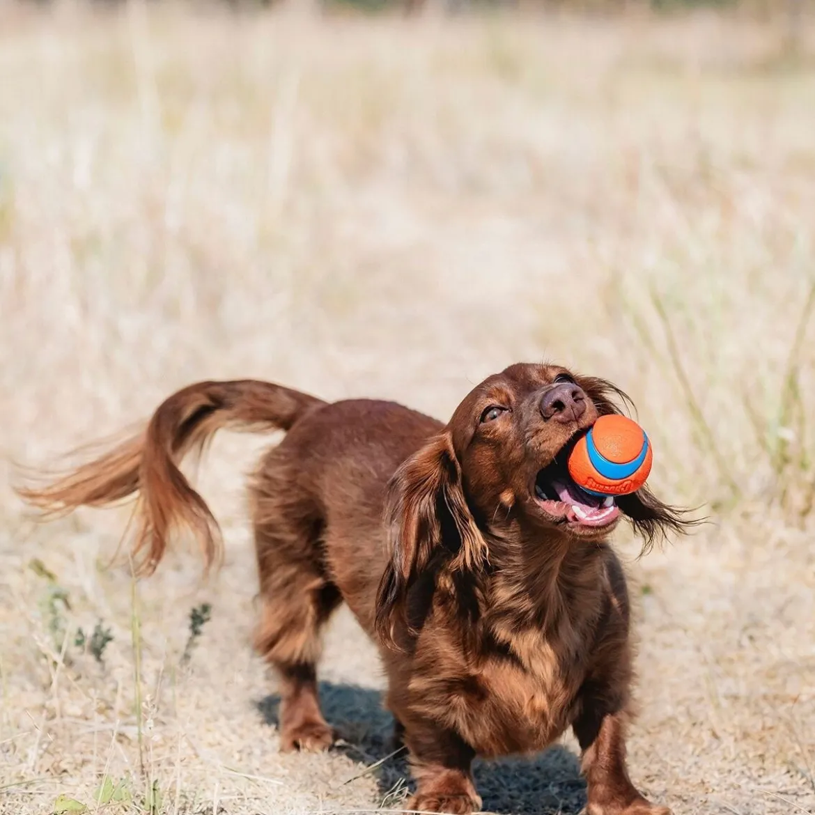 Chuckit Ultra Ball 2 kpl