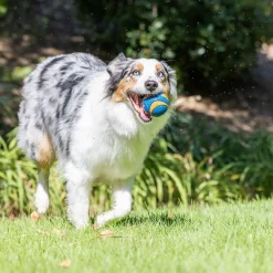 Chuckit Ultra Squeaker koiran pallo