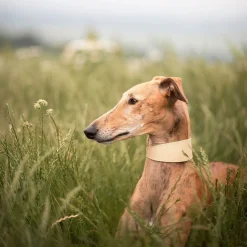 Collar of Sweden solkipanta leveä, beige