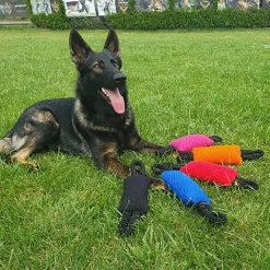 Dingo Gear Bungee Bite Tug