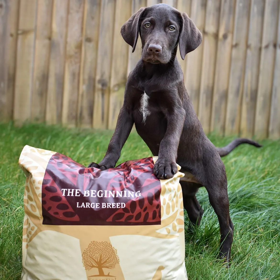 ESSENTIAL the BEGINNING Large Breed 10 kg