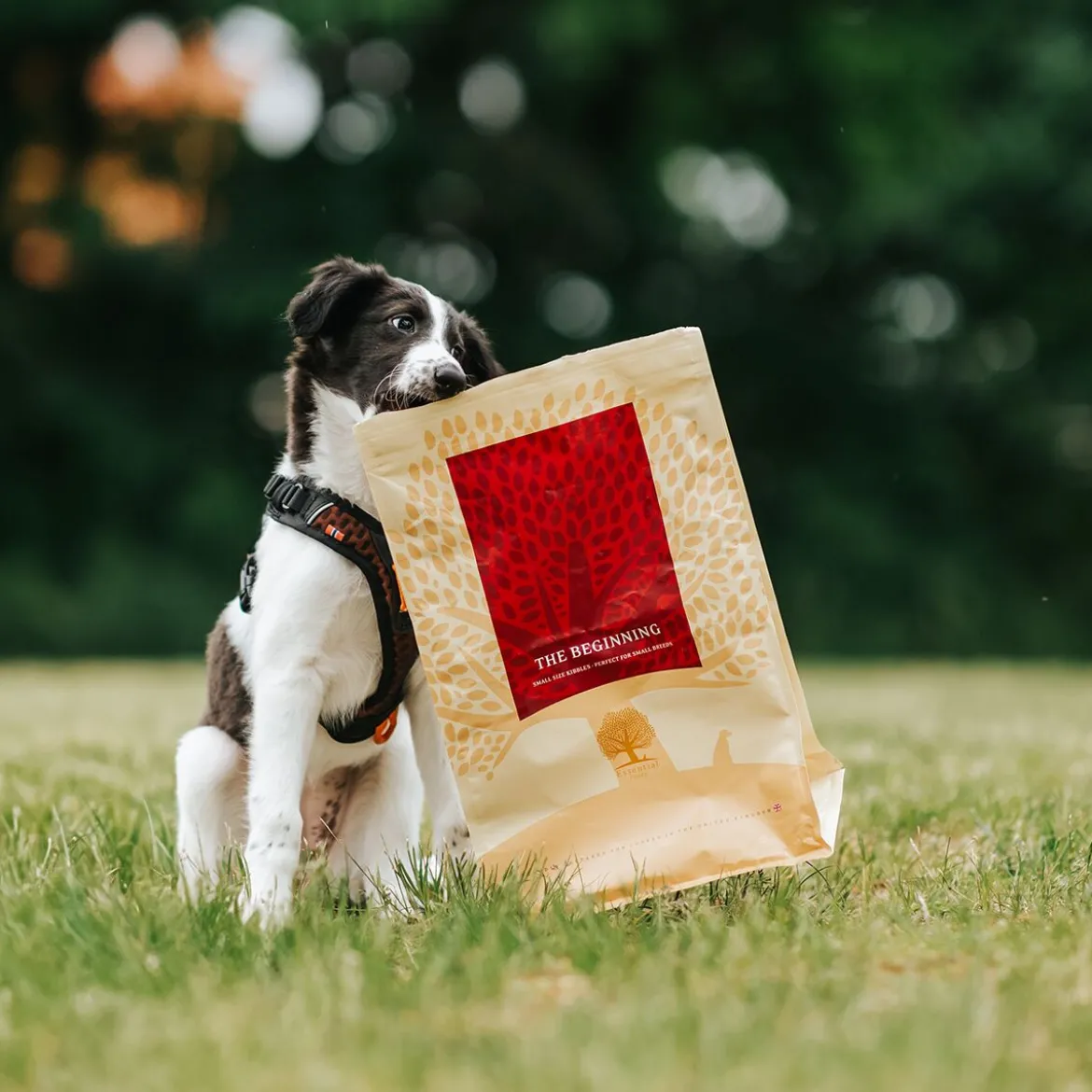 ESSENTIAL the BEGINNING SMALL BREED