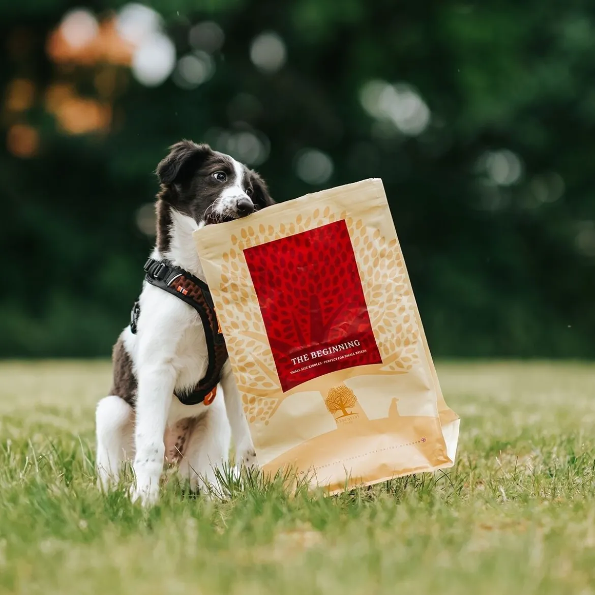 ESSENTIAL the BEGINNING SMALL BREED