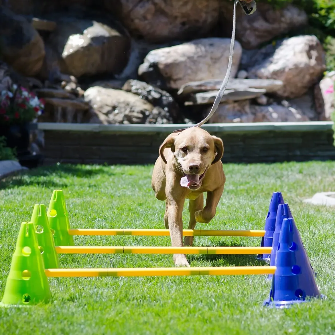 FitPaws K9-kavaletti 58 x 29 x 10 cm