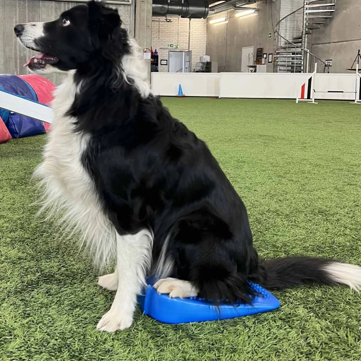 Gymnic Moving Sit sininen