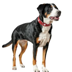 Hunter Collar Swiss Red