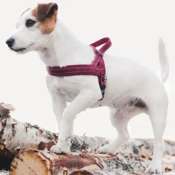Hurtta Casual pehmustettu valjas, puolukka