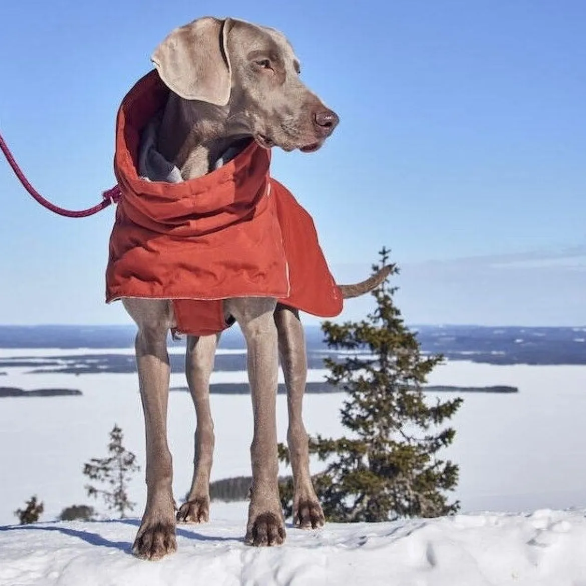 Hurtta Extreme Warmer III ECO koiran lämpötakki, kaneli