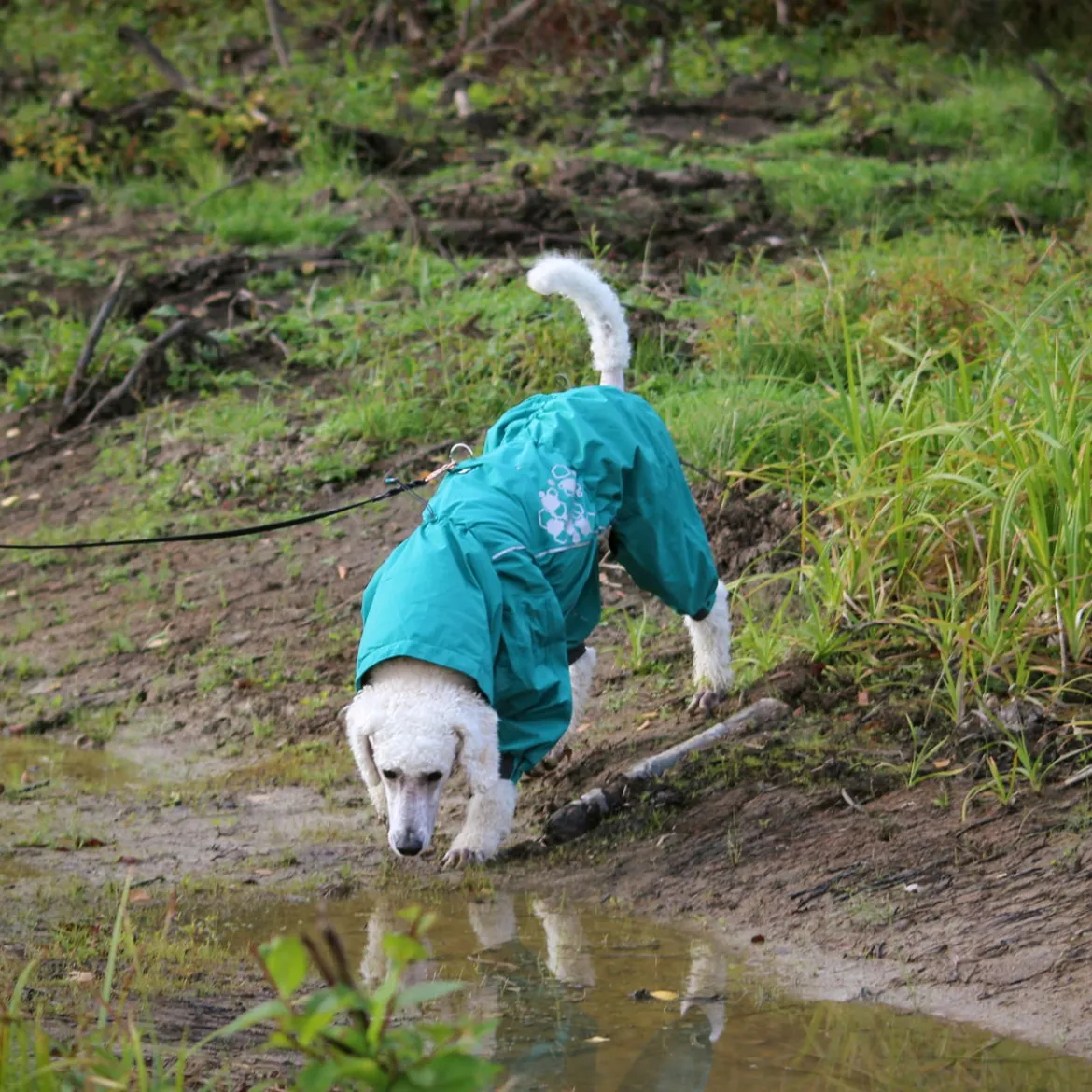 Hurtta Mudventure ECO -koiran sadehaalari, riikinkukko