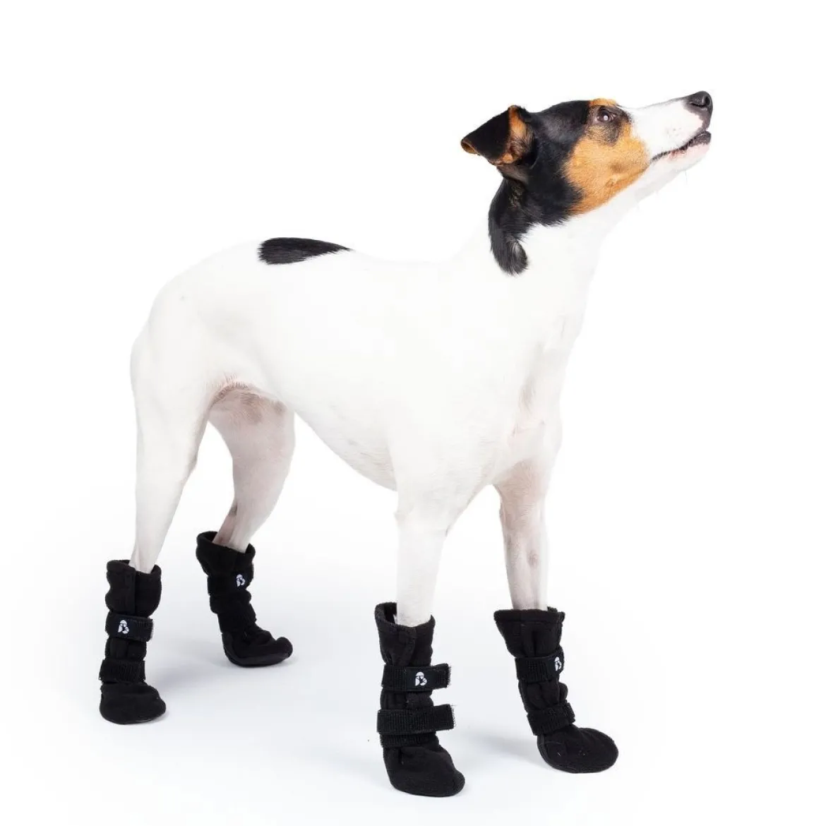 Koiran fleecetossut Basic Paws 4kpl