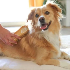 Koiran harja MagicBrush Dog Soft
