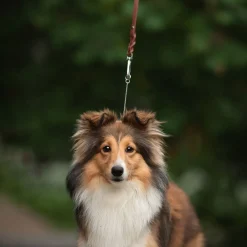 Koiran näyttelyhihna Tyylivoitto Braid, ruskea