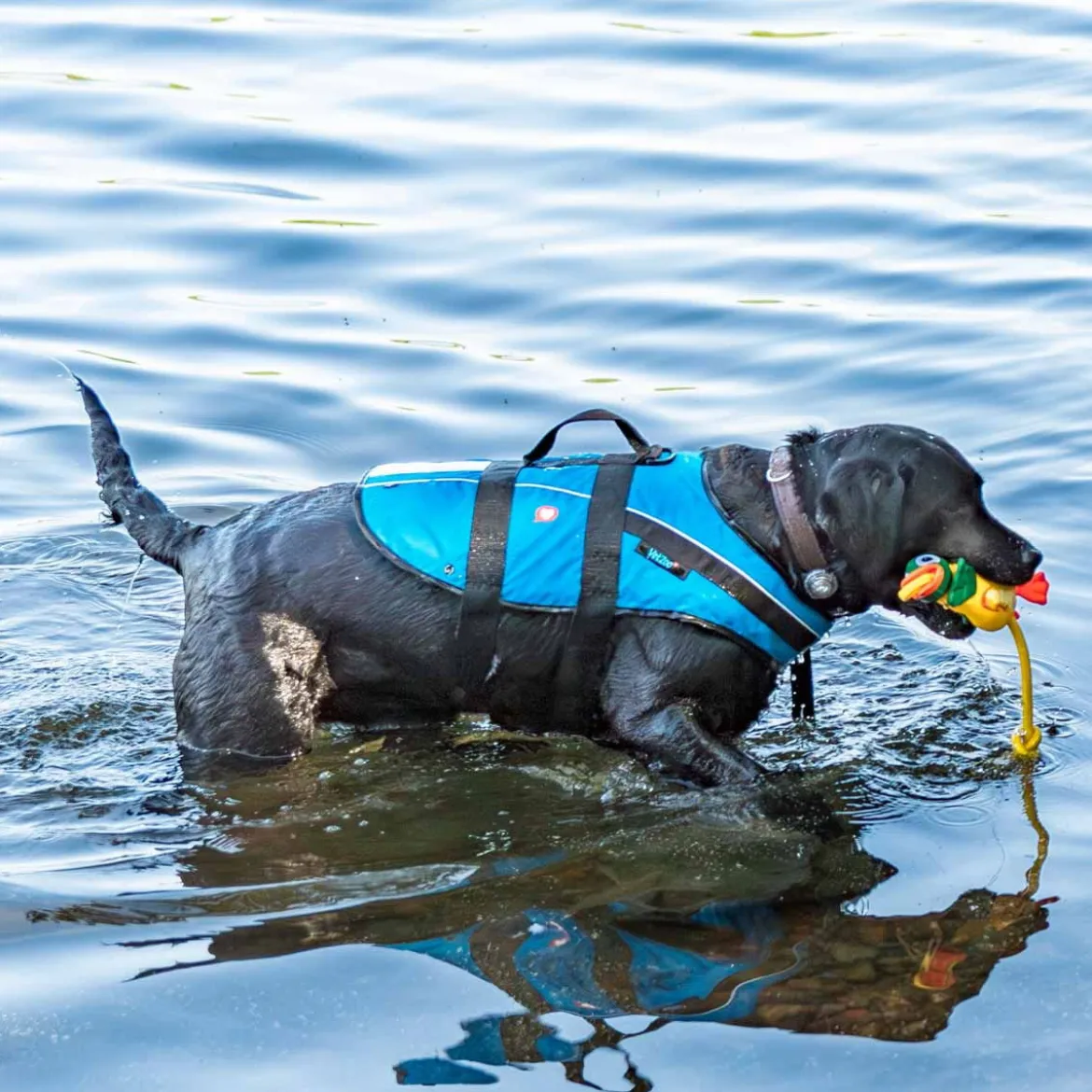 Koiran pelastusliivi Baltic Mascot, sininen