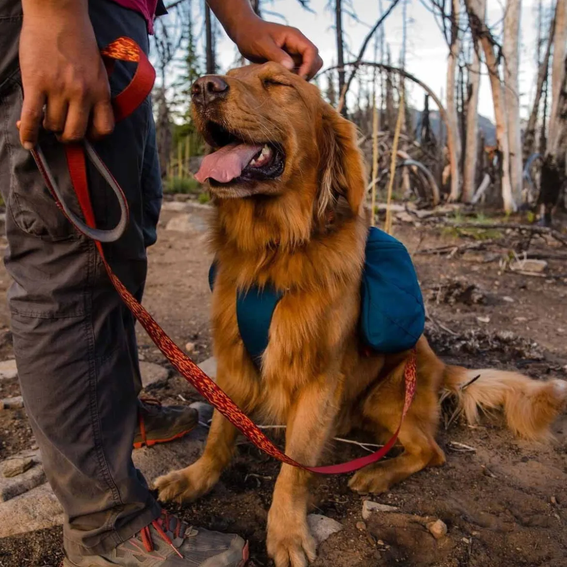 Koiran reppu Ruffwear Front Range, sininen