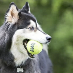 KONG Airdog Squaker Ball narulla, 6 cm