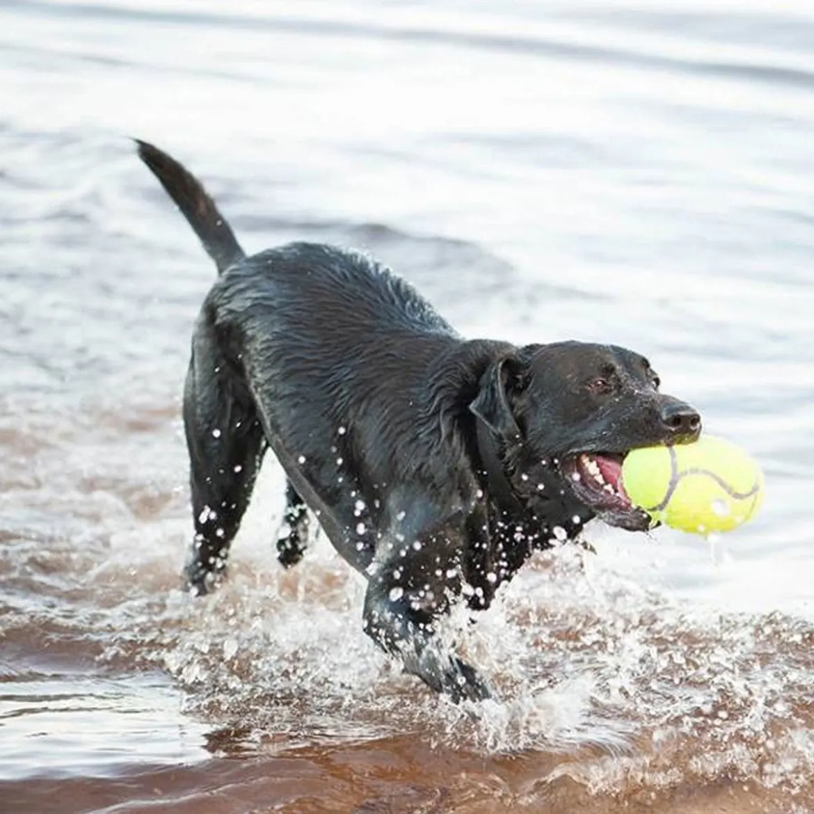 KONG Airdog Squeaker Football