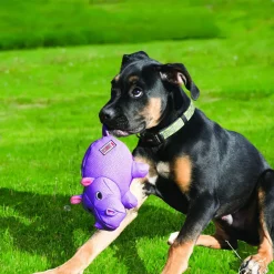 KONG Phatz Hippo, M