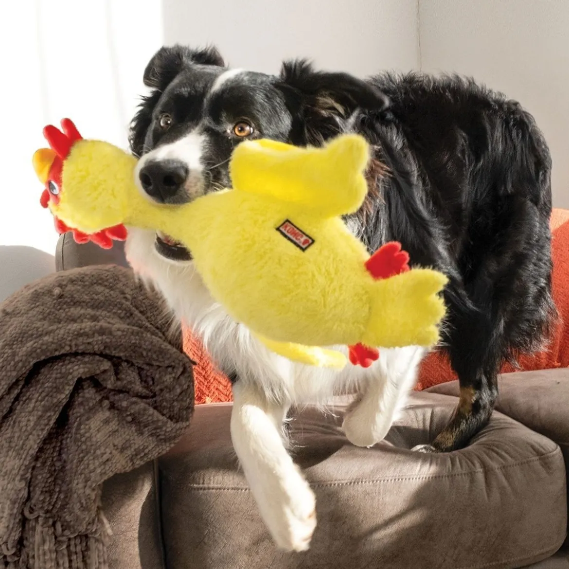 KONG Scruffs Kana, M/L