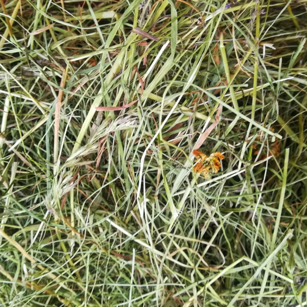 Kotimainen luonnonheinä