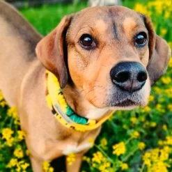 Kusse&Kutta extraleveä panta, auringonkukka