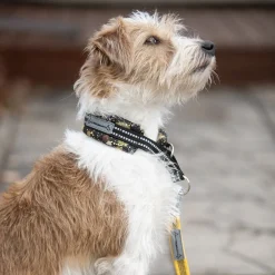 Kusse&Kutta lycrapanta, kultakuume
