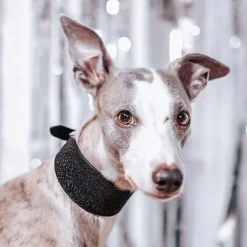 Leveä martingaalipanta Collar of Sweden, musta glitter
