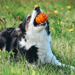 Non-Stop Dog ball