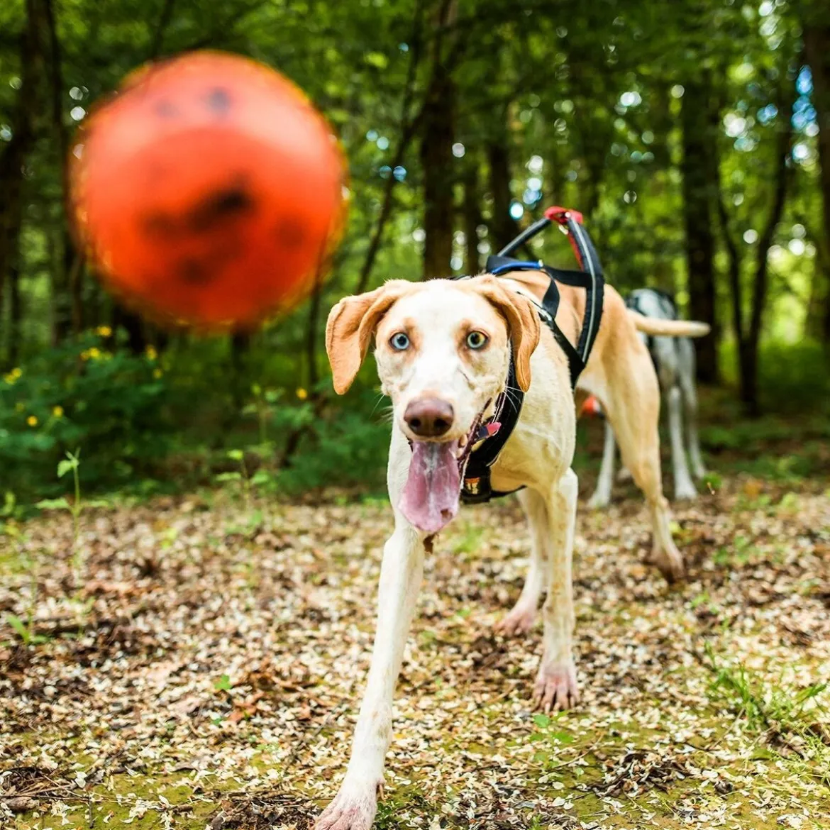 Non-Stop Dog ball
