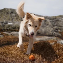 Non-Stop Dog ball