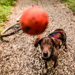 Non-Stop Dog ball