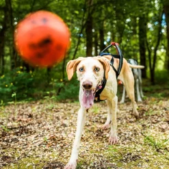 Non-Stop Dog ball