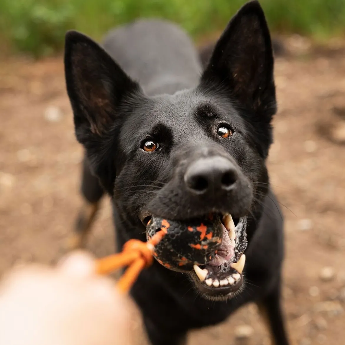 Non-Stop Dog ball on rope